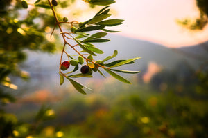 Does “Extra Virgin”Olive Oil Really Make a Difference?