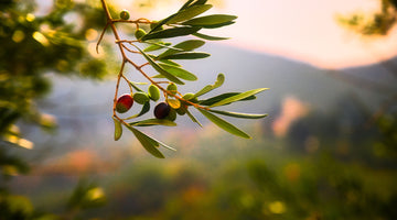 Does “Extra Virgin”Olive Oil Really Make a Difference?